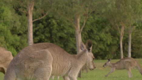 Familie-Des-östlichen-Grauen-Kängurus,-Das-Tagsüber-Frisches-Grünes-Gras-Isst---Kangaroo-Sanctuary-In-Gold-Coast,-Qld,-Australien