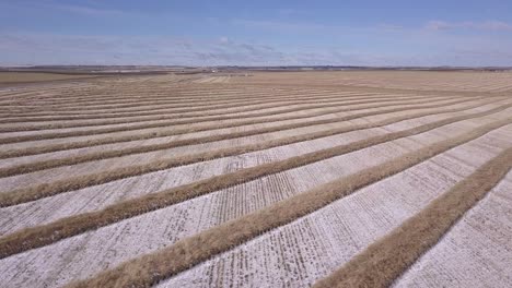 Aerial:-Wheat-swathes-in-neat-rows-on-prairie-field-with-dust-of-snow