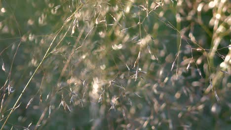 Wild-Vegetation-Blowing-in-Wind-on-a-Field,-Close-Up