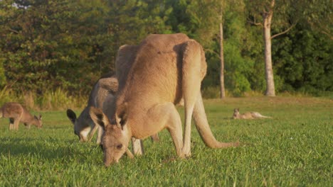 Eastern-Grey-Kangaroo-Eating-Grass-And-Looking-Around-The-Environment-In-Summer---Gold-Coast,-Queensland,-Australia