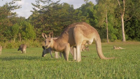 Gruppe-Kängurus,-Die-Gras-Fressen,-Hob-Plötzlich-Den-Kopf-Mit-Gespitzten-Ohren---Australische-Kängurus,-Die-An-Einem-Sonnigen-Tag-Grasen---Gold-Coast,-Qld,-Australien