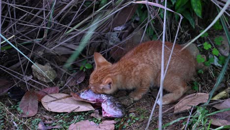 Wilde-Katze,-Die-Hungrig-Einen-Tilapia-Isst