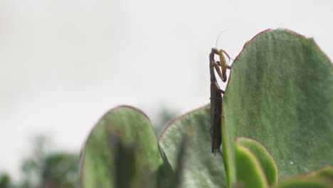 Praying-Mantis-hiding-behind-succulent-plant-leaf---Close-up