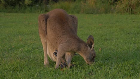 Eastern-Grey-Kangaroo-Mother-With-Joey-On-Pouch-Eating-Grass-On-The-Lush-Field---Macropus-giganteus-Scratching-Body--Gold-Coast,-QLD,-Australia