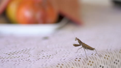 Praying-mantis-resting-over-table-being-disturbed-by-human-hands-trying-to-touch-his-antenna---Close-up