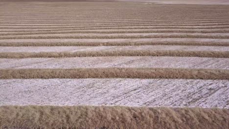 Aerial:-Wheat-swathes-in-snow-dusted-field-create-horizontal-pattern