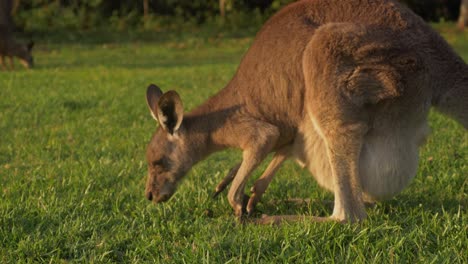 Eastern-Grey-Kangaroo-Mother-With-Joey-Eating-Grass-On-A-Sunny-Day---Macropus-giganteus---Gold-Coast,-QLD,-Australia