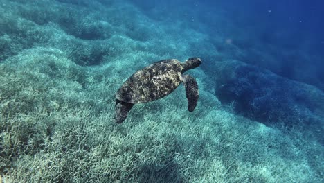 Junge-Grüne-Meeresschildkröte,-Die-über-Die-Wunderschönen-Korallenriffe-Unter-Dem-Tiefblauen-Meer-Schwimmt