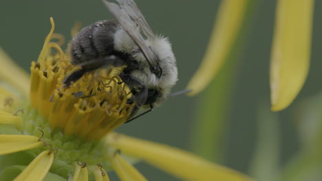 Bee-harvesting-pollen-on-a-yellow-flower-in-a-prairie,-extreme-closeup-and-in-slow-motion