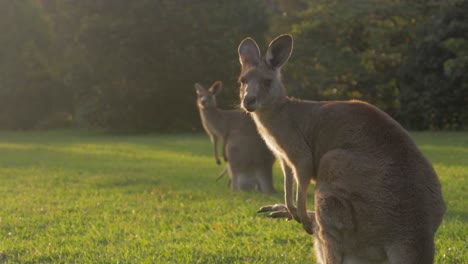 Zwei-östliche-Graue-Känguru-Mutter-Mit-Joey-Auf-Dem-Beutel,-Der-Auf-Den-Hinterbeinen-Steht---Känguru,-Der-Bei-Sonnenuntergang-In-Die-Kamera-Blickt---Gold-Coast,-Qld,-Australien