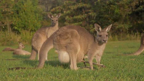 Östliche-Graue-Känguru-Mutter-Mit-Joey,-Die-Gras-Frisst-Und-Mit-Gespitzten-Ohren-Wachsam-Ist---Australische-Kängurus,-Die-An-Einem-Sonnigen-Tag-Grasen---Gold-Coast,-Qld,-Australien