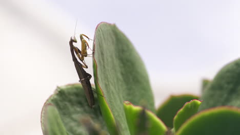 Praying-Mantis-resting-on-succulent-plant---Close-up-shallow-focus