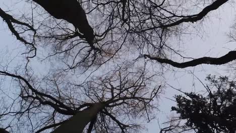 Vertical-dolly-shot-of-looking-up-among-bare-winter-trees-in-a-desolate-scary-winter-landscape