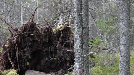 Windthrow,-fallen-pine-tree-after-heavy-storm-in-autumn