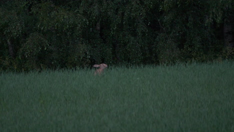 Brown-European-hare-eating-grass-in-a-field-at-dusk