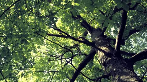 Vertical-Shot-Of-A-Tall-Canopy-Tree-With-Verdant-Leaves-In-The-Forest---low-angle-ascending