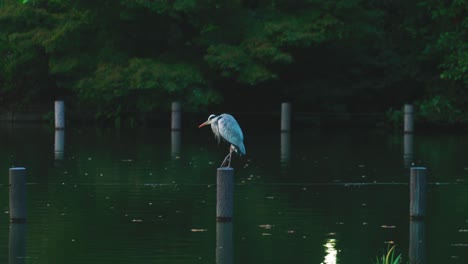 Great-Blue-Heron-Stands-On-The-Wooden-Pole-Preening-Feathers-In-The-Pond-At-The-Senzokuike-Park-In-Ota-City,-Tokyo,-Japan