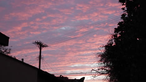 Bubblegum-Pink-and-Purple-Sunset-with-Tree-and-Telephone-Wires,-Cloud-Bubbles