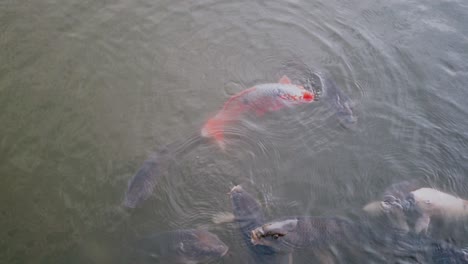 Koi-fish-swimming-in-the-Zenzokuike-Park-pond--Tokyo,-Japan--Close-up