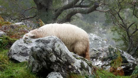 Sheep-grazing-behind-rocky-misty-grassy-mountain-wet-countryside-wilderness-slow-dolly-left