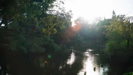 Atemberaubende-Naturreflexionen-Auf-Einem-Kristallklaren-Wasser-Aus-Dem-Teich-Mit-Enten,-Die-Während-Des-Sonnenuntergangs-Im-Senzokuike-Park,-Tokio,-Japan,-Schwimmen