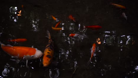 Japanese-Koi-goldfish-swimming-inside-dark-pond-with-reflections---close-up