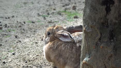 European-Rabbit-Sitting-And-Resting-Under-The-Tree-At-Seoul-Grand-Park-Children-Zoo-In-Gwacheon,-Seoul,-South-Korea