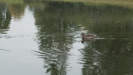two-female-Mallard-ducks-swimming-in-pond