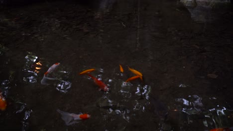 Beautiful-Japanese-Koi-Goldfish-swimming-inside-dark-pond-looking-down