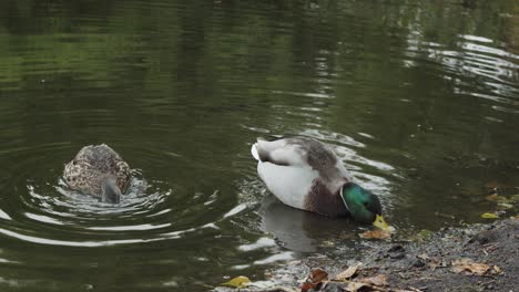 2-mallard-ducks-feeding-on-bottom-weeds
