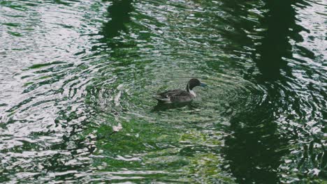 Un-Pato-Pintail-Del-Norte-Nadando-Y-Atrapando-Comida-Bajo-El-Agua-Del-Estanque-En-El-Parque-Senzokuike-En-Tokio,-Japón---Plano-General