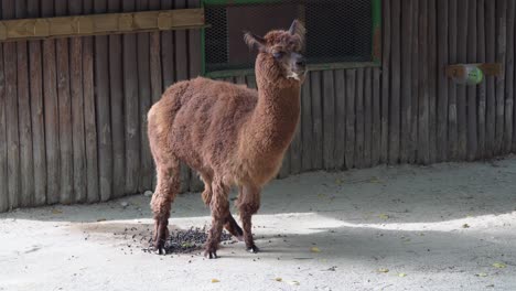 Brown-Alpaca-Pooping-On-The-Ground-At-The-Zoo-In-Seoul-Grand-Park,-Seoul,-South-Korea---full-shot