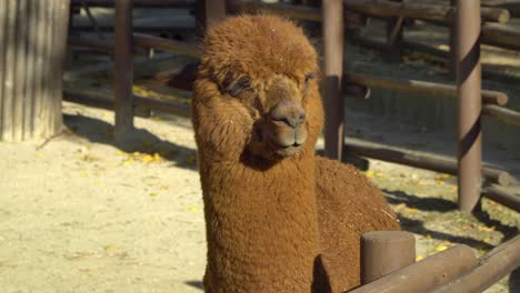 Close-Up-View-Of-An-Alpaca-face-Under-The-Sunlight---Seoul-Zoo-At-Seoul-Grand-Park-In-South-Korea