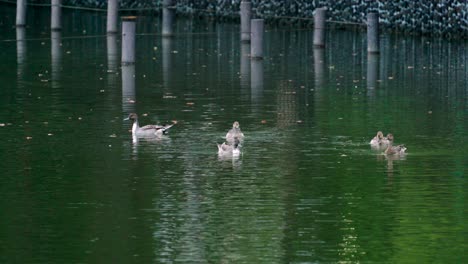 Gruppe-Weiblicher-Stockenten,-Die-Sich-Auf-Dem-Grünen-Teich-Ernähren,-Mit-Abgefallenen-Blättern,-Die-Im-Wasser-Im-Senzokuike-park-In-Tokio,-Japan,-Schwimmen