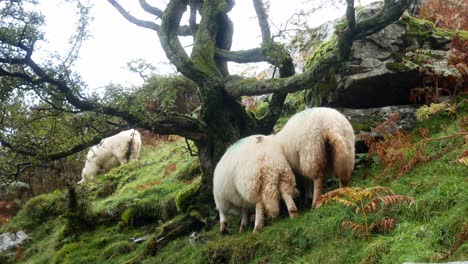 Sheep-grazing-on-rocky-misty-grassy-mountain-wet-countryside-wilderness