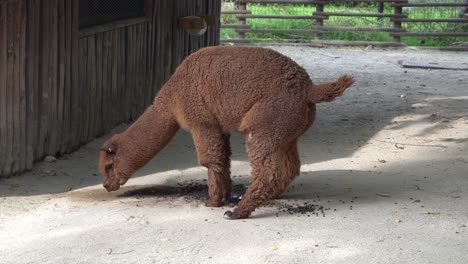 An-Alpaca-Pooping-On-The-Ground-At-The-Zoo-In-Seoul-Grand-Park,-Seoul,-South-Korea---full-shot