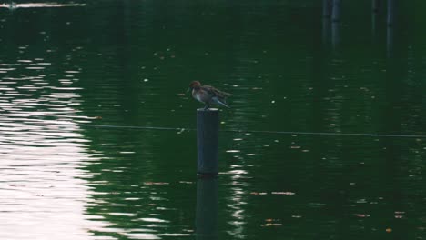 A-Duck-Perching-On-The-Pole-In-The-Pond-Grooming-Itself-In-Senzokuike-Park,-Tokyo,-Japan---wide-shot