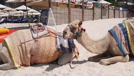 Camels-resting-in-the-beach-is-not-a-rare-site-to-the-beach-in-Jumeirah,-camels-waiting-for-tourists-to-get-on-its-backs-for-camel-rides-on-the-beach