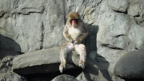 Male-Japanese-Macaque-Scratching-Its-Genitals-And-Then-Smelled-While-Sitting-On-The-Rock---Seoul-Grand-Park-Children-Zoo-On-A-Sunny-Day-In-Gwacheon,-Seoul,-South-Korea