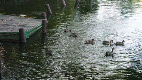 Patos-Pintail-Del-Norte-Nadando-En-El-Agua-Cristalina-Del-Estanque-En-El-Parque-Senzokuike-En-Tokio,-Japón
