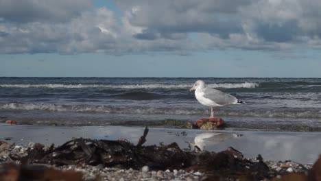 Big-seagull-sitting-on-stone-on-the-seashore-in-sunny-day,-steady-shot