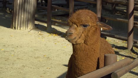 Face-close-up-of-beautiful-brown-Alpaca-Under-The-Sunlight---Seoul-Zoo-At-Seoul-Grand-Park-In-South-Korea