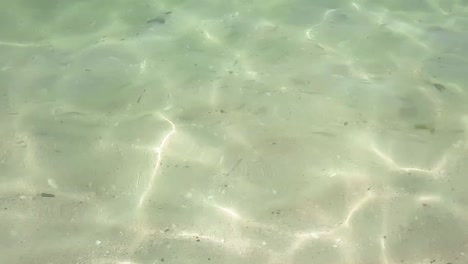 Swarm-of-small-fish-gathering-on-the-beautiful-beach-of-Jumeirah,-dubai