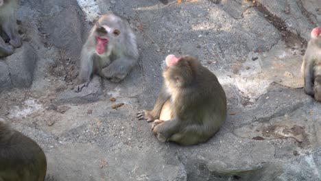 Snow-Monkeys-Sitting-On-The-Ground-At-Seoul-Zoo---Seoul-Grand-Park,-Gwacheon-City,-South-Korea---high-angle-shot
