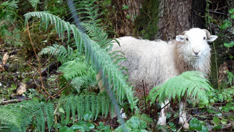 Neugierige-Schafe,-Die-In-Der-Wildnis-Des-Nationalparks-Der-Nassen,-Nebligen-Berglandschaft-Grasen