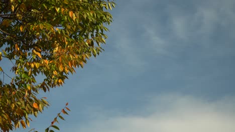 Blick-Auf-Einen-Baum-Mit-üppigen-Grünen-Blättern,-Die-Im-Herbst-Im-Grand-Park-Von-Seoul-Mit-Der-Luft-Schwingen---Nahaufnahme