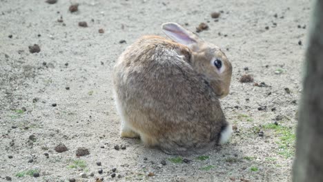 Conejo-Europeo-Mordiendo-Su-Piel-En-El-Zoológico-Infantil-Grand-Park-De-Seúl-En-Corea-Del-Sur