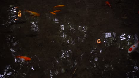 Japanischer-Goldfisch,-Der-In-Einem-Dunklen-Teich-Im-Wald-Schwimmt