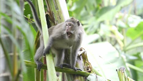 Männliche-Makakenaffen-Mit-Langem-Schwanz-Haben-Ein-Wütendes-Gesicht-Und-Springen-Vom-Bananenbaum