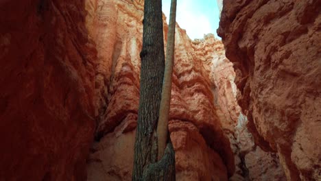 Tilting-up-shot-of-a-tree-growing-out-of-another-tree-in-a-desert-canyon